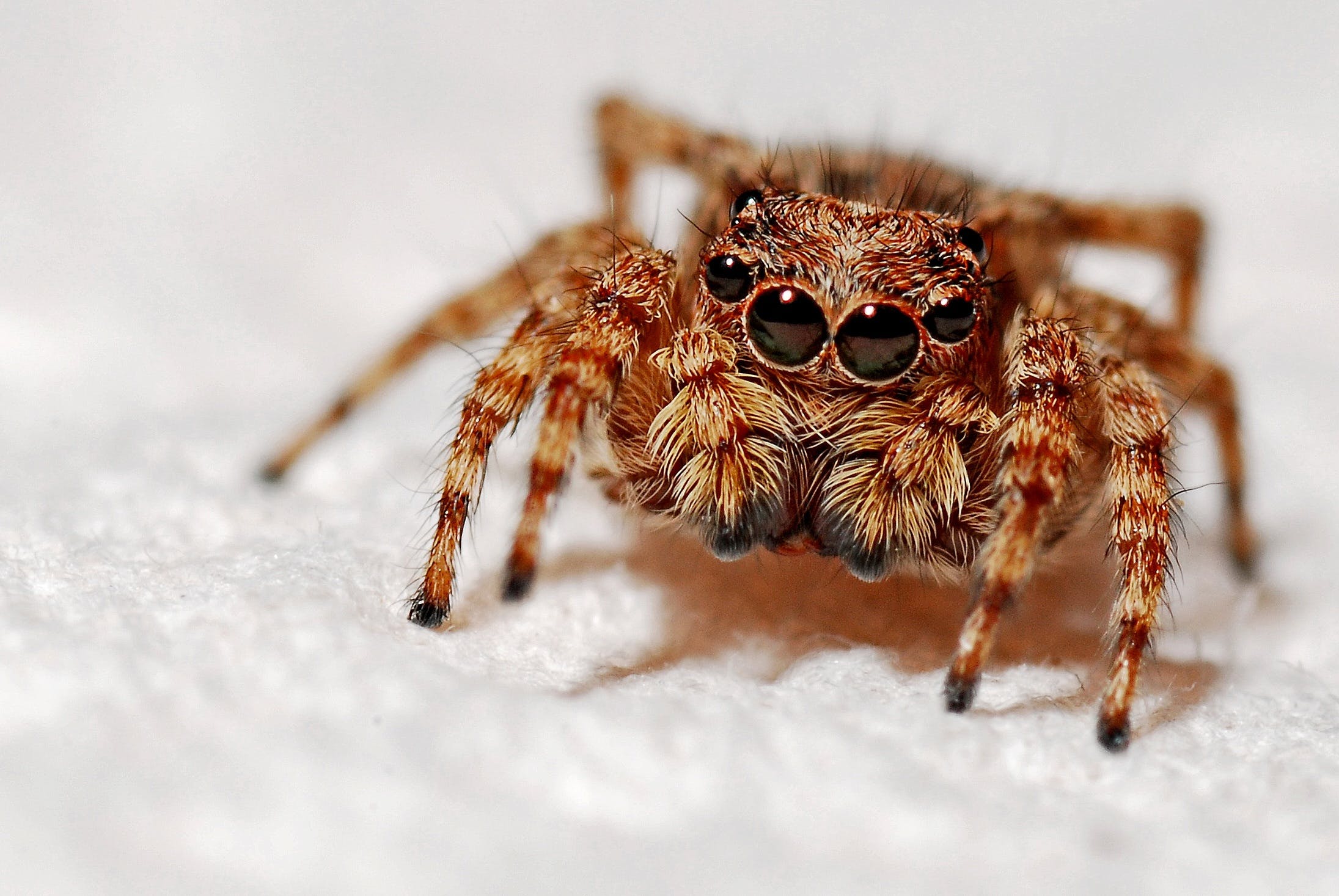 Selective Focus Photography of Brown and Black Jumping Spider on White Textile